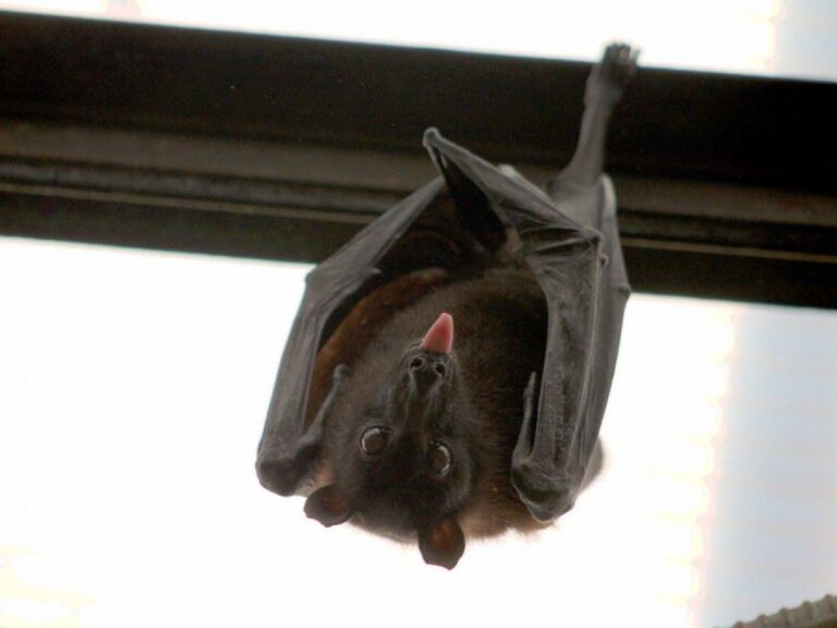 Comment faire sortir une chauve souris de la maison - On Fait Comment