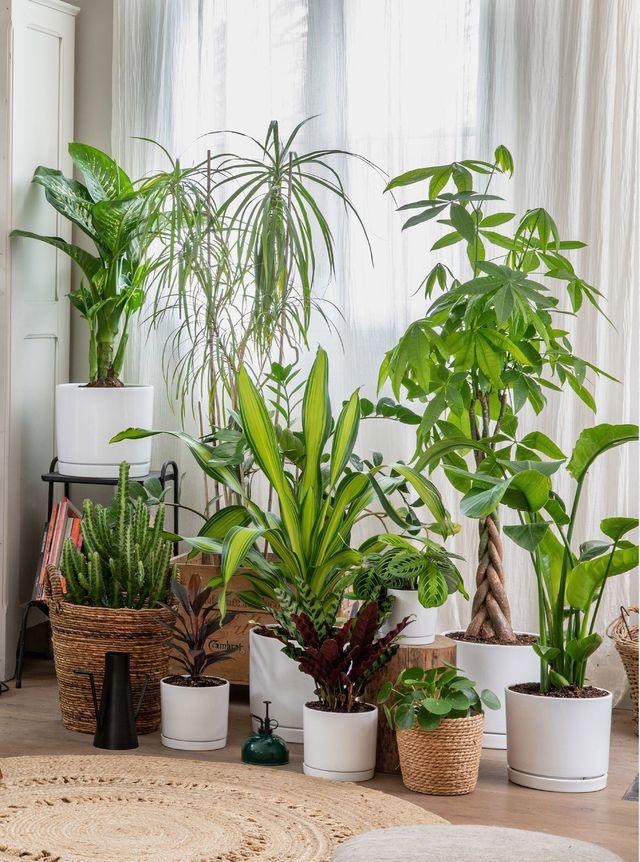 Comment faire revivre une plante d'intérieur
