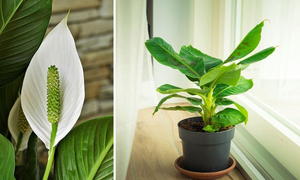 Comment faire revivre une plante d’intérieur