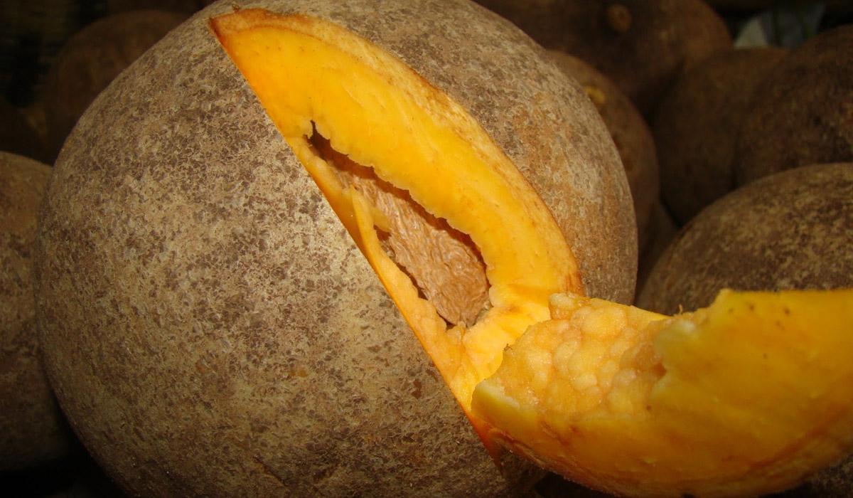 Comment faire germer un noyau d’abricot