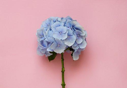 Comment faire sécher des fleurs d'hortensia - On Fait Comment