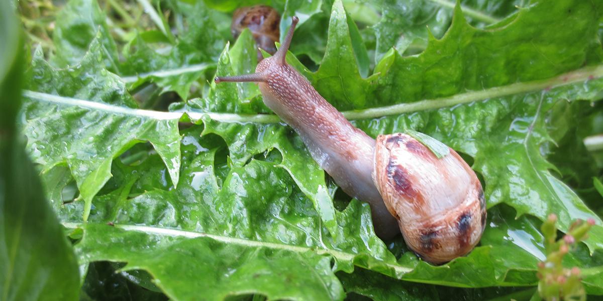 Comment faire fuir les limaces