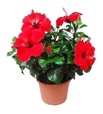 Comment faire fleurir un hibiscus d’intérieur