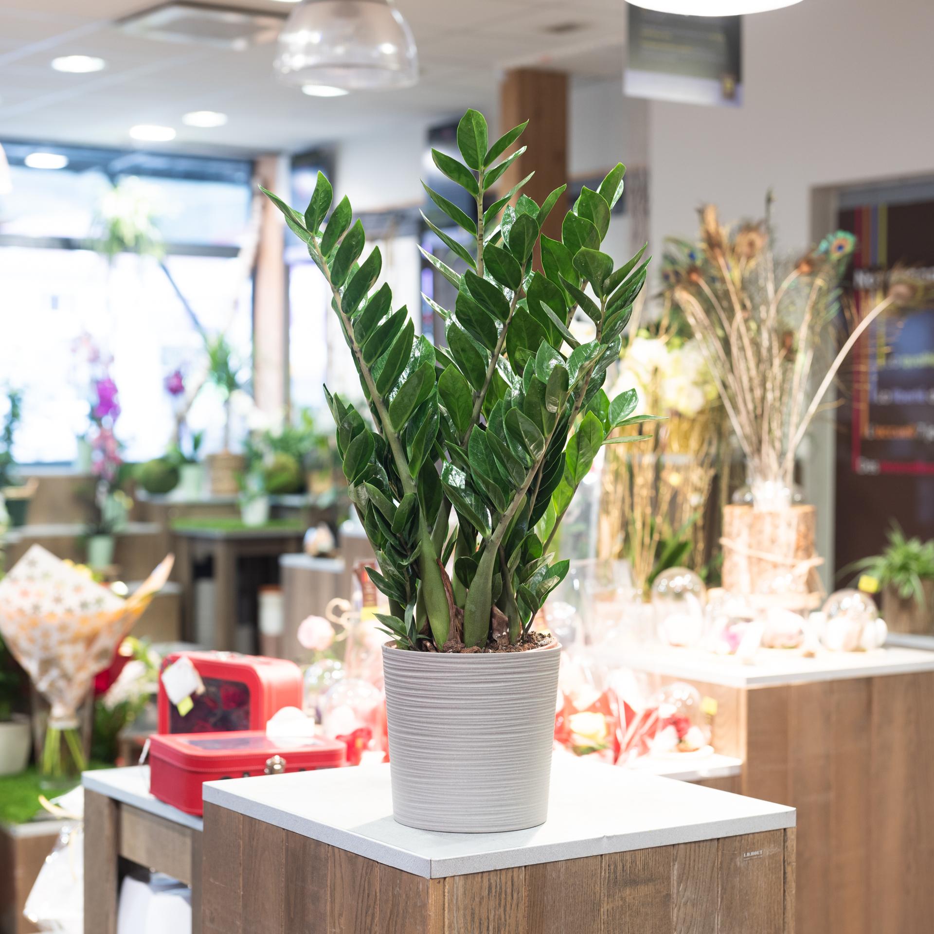 Comment identifier les signes de détresse chez votre plante dintérieur