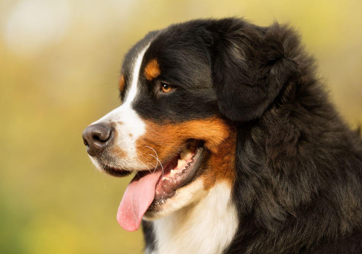 Comprendre les dangers de lingestion chez le chien