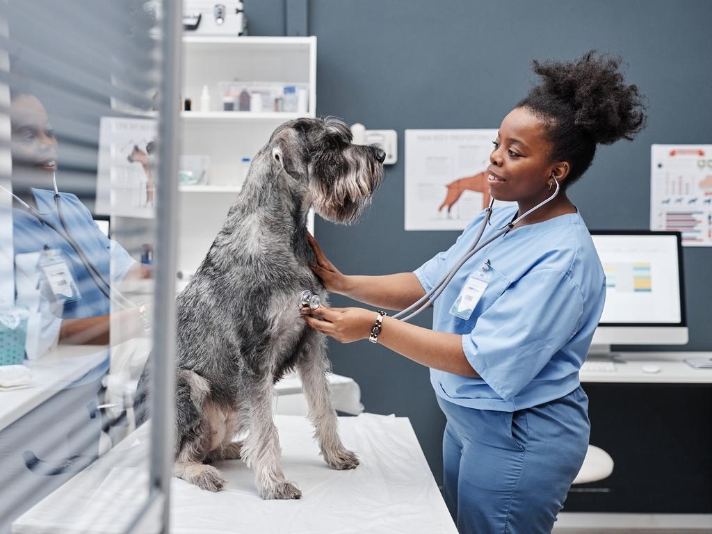 Consulter un vétérinaire : quand et pourquoi cest essentiel