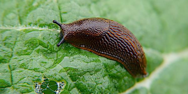 Quand et comment intervenir pour protéger vos cultures des ‍limaces
