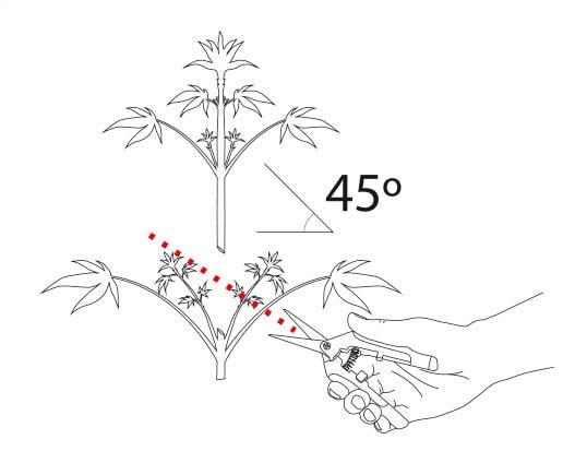Technique de la taille : donner une seconde vie à vos feuilles jaunies