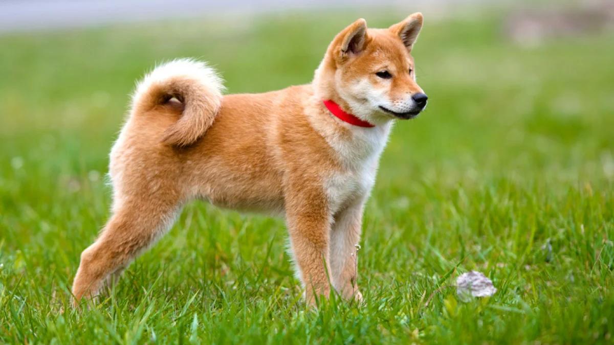 Comment faire vomir mon chien