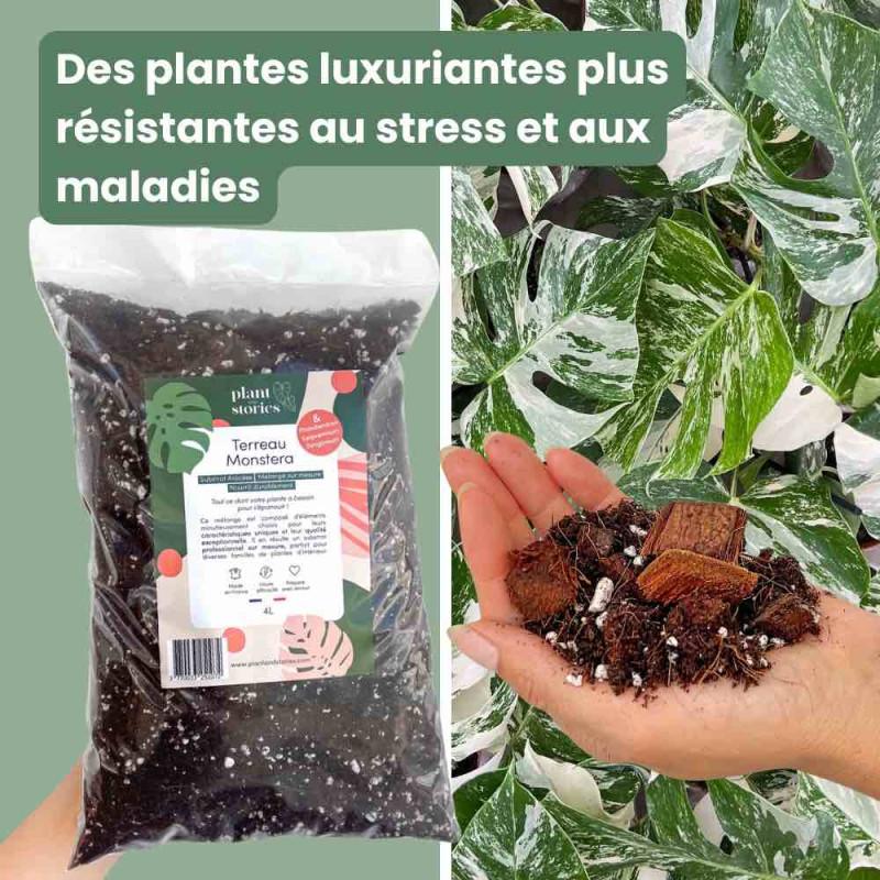 Préparer son terreau : le fondement dune croissance réussie