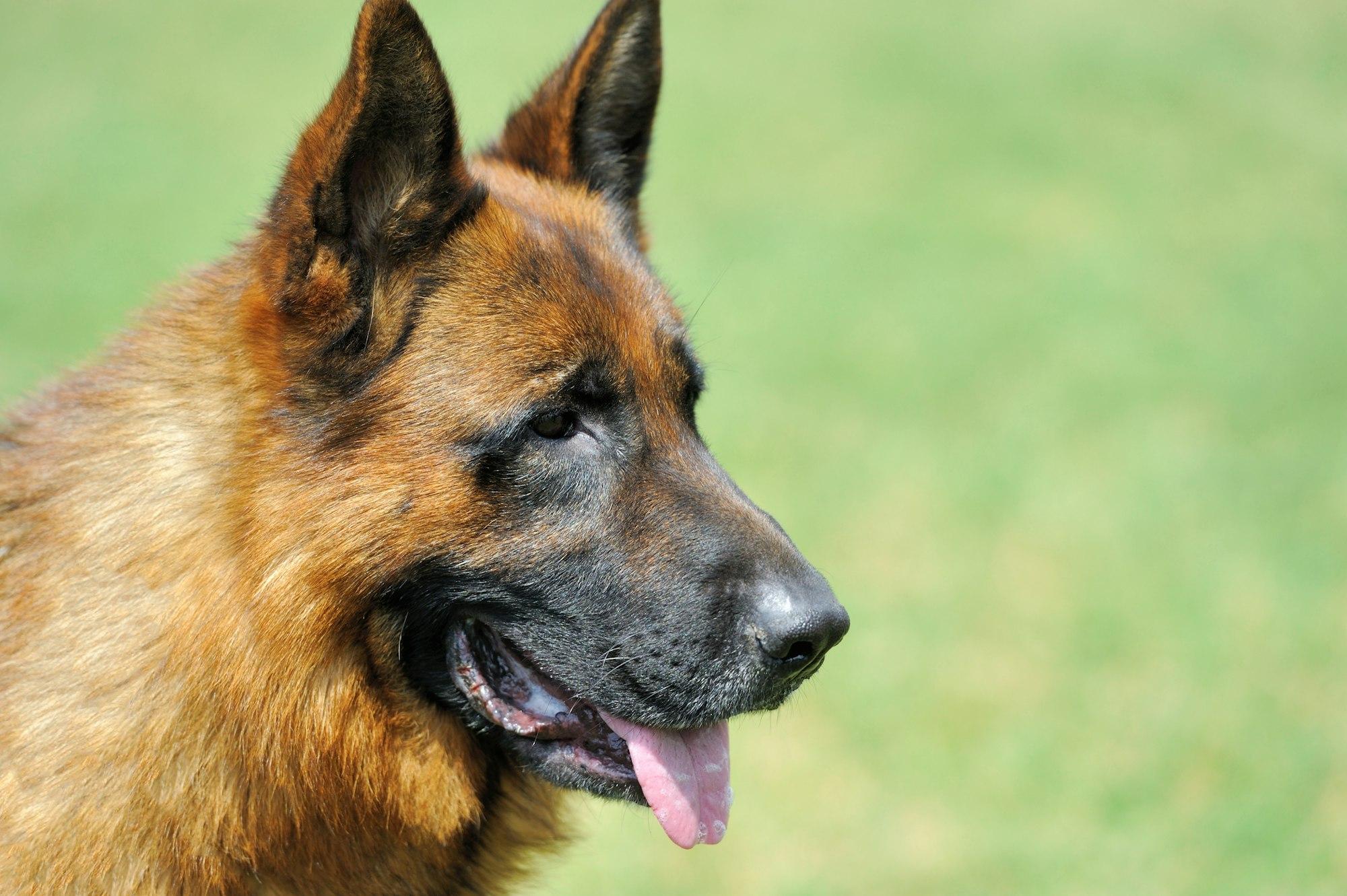 Les signes qui montrent que votre chien a besoin de vomir