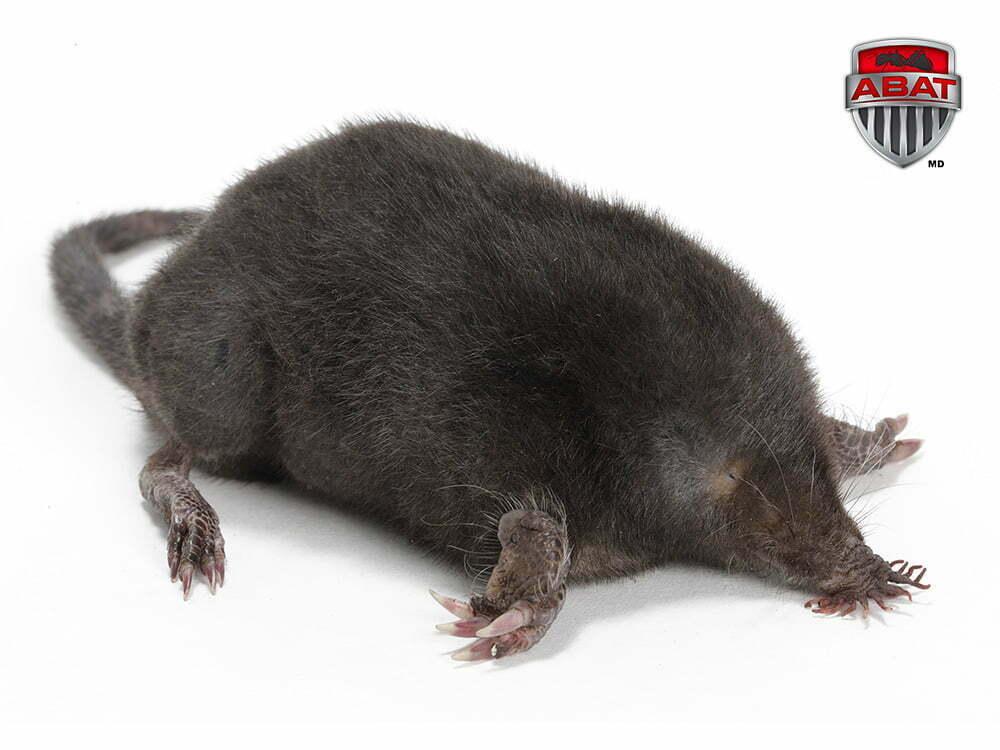 Les pièges à taupes : comment les utiliser⁤ de manière⁢ éthique