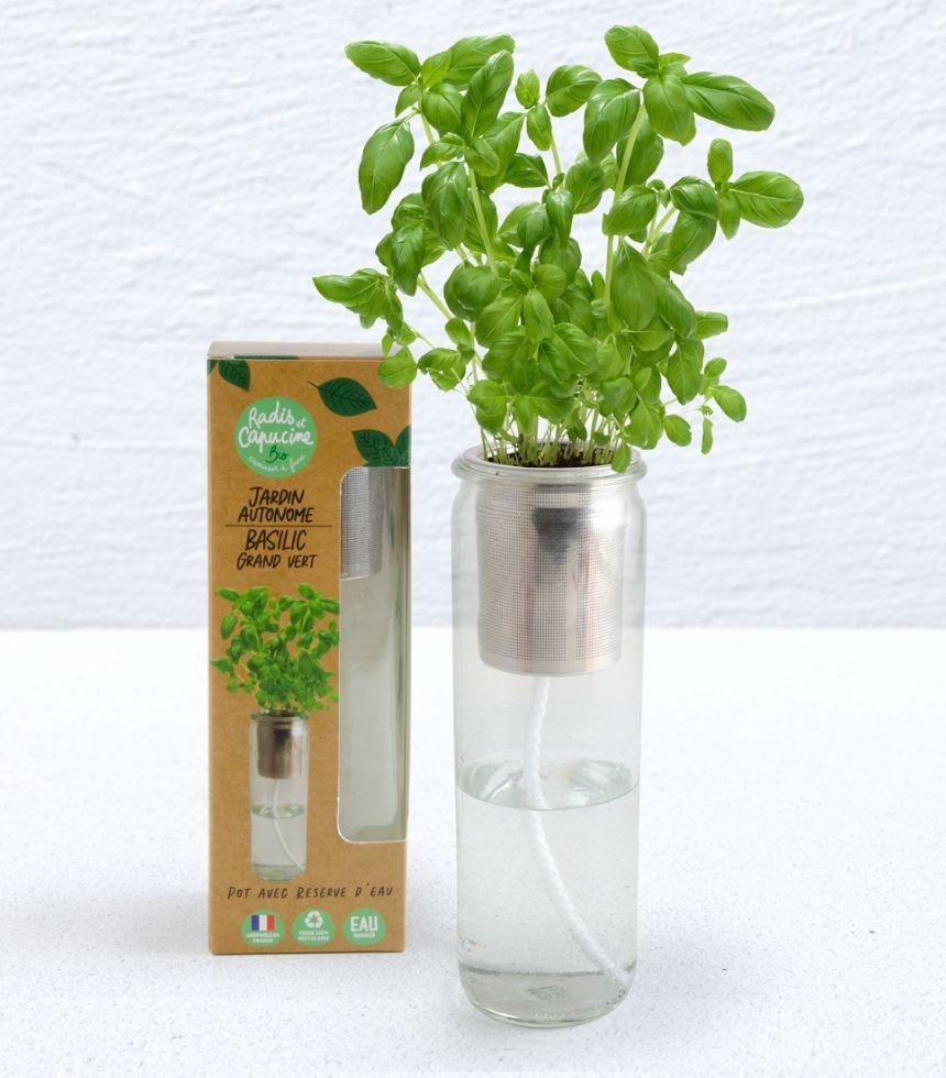 Comment faire pousser basilic