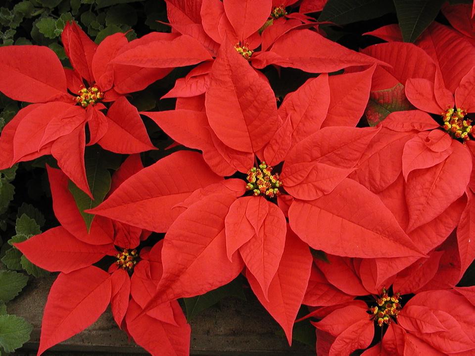 Comment faire refleurir une rose de noël