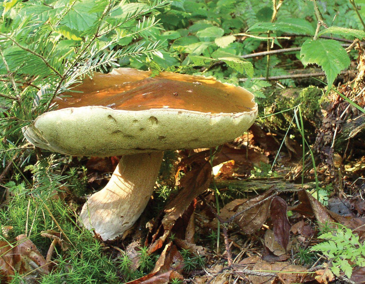 Comment faire secher des cepes