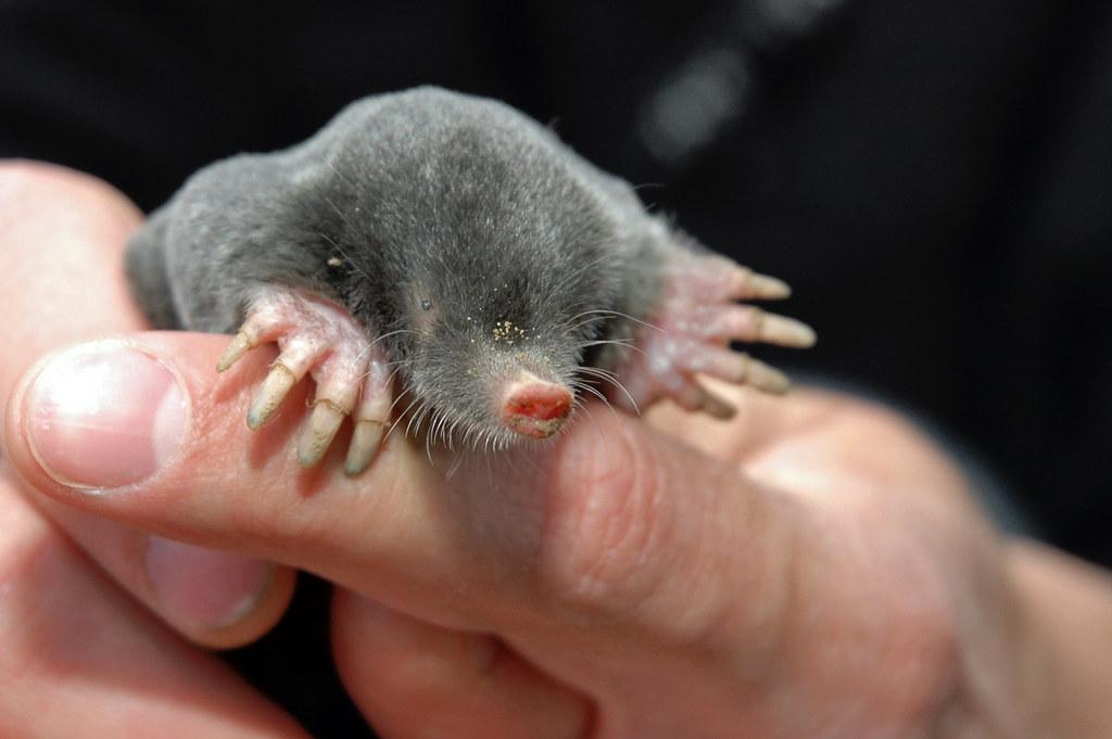 Astuces naturelles pour éloigner les taupes⁣ de⁢ votre jardin