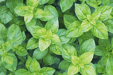 Préparer le⁢ terrain ‌idéal pour un ⁢basilic luxuriant