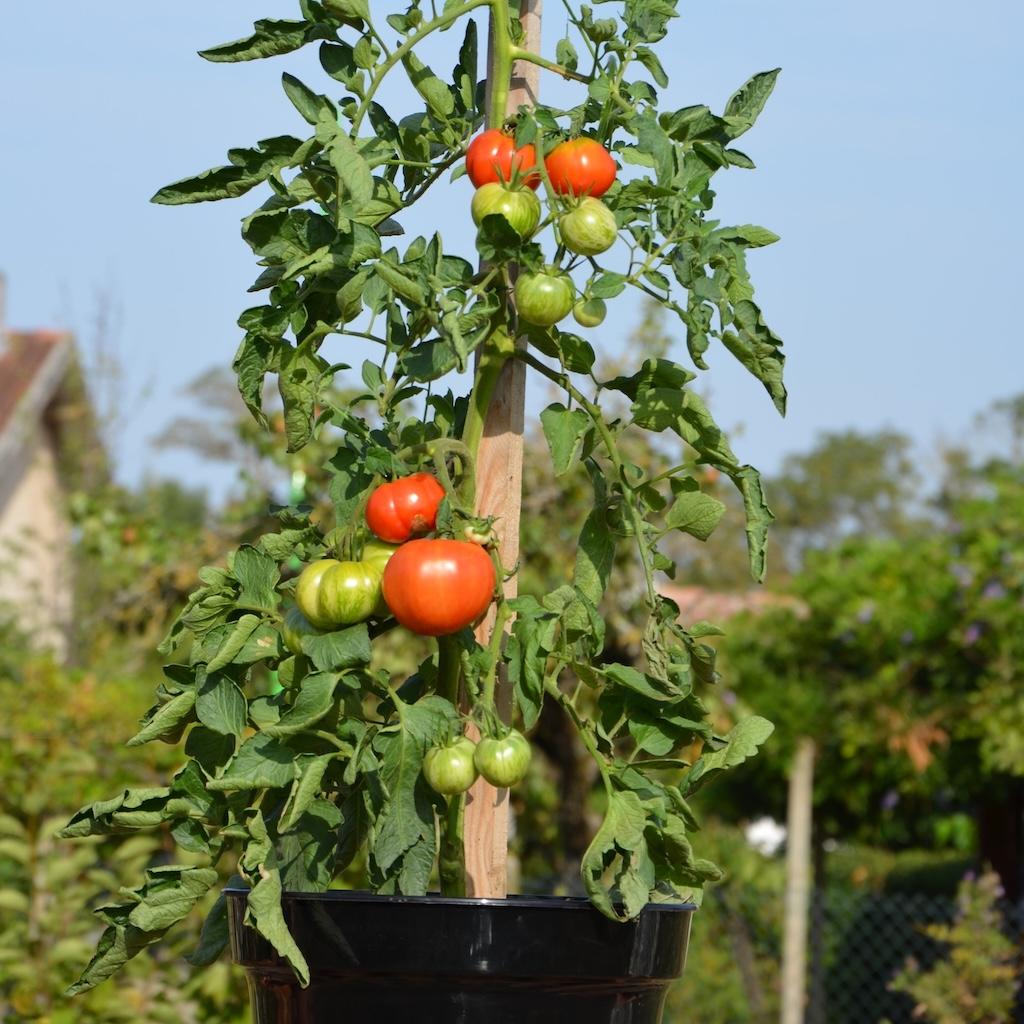 Favoriser la croissance : astuces pour un entretien adapté