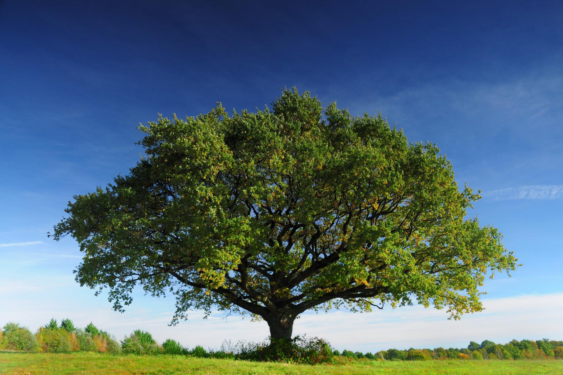 Choisir le bon arbre pour un séchage réussi