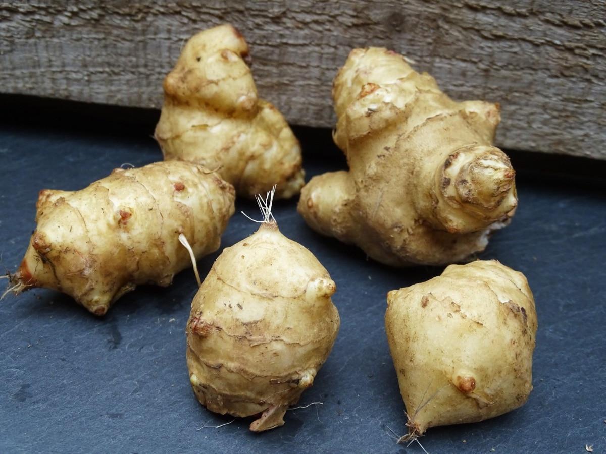 Découvrez le topinambour ⁢: un trésor caché⁢ de nos potagers