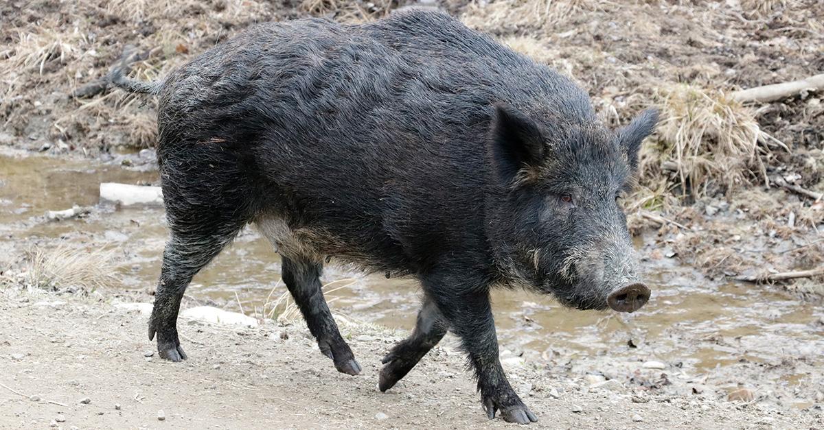 Comment faire du paté de sanglier