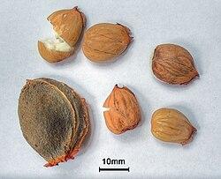 La magie de la patience : suivre lévolution​ de ‍votre noyau