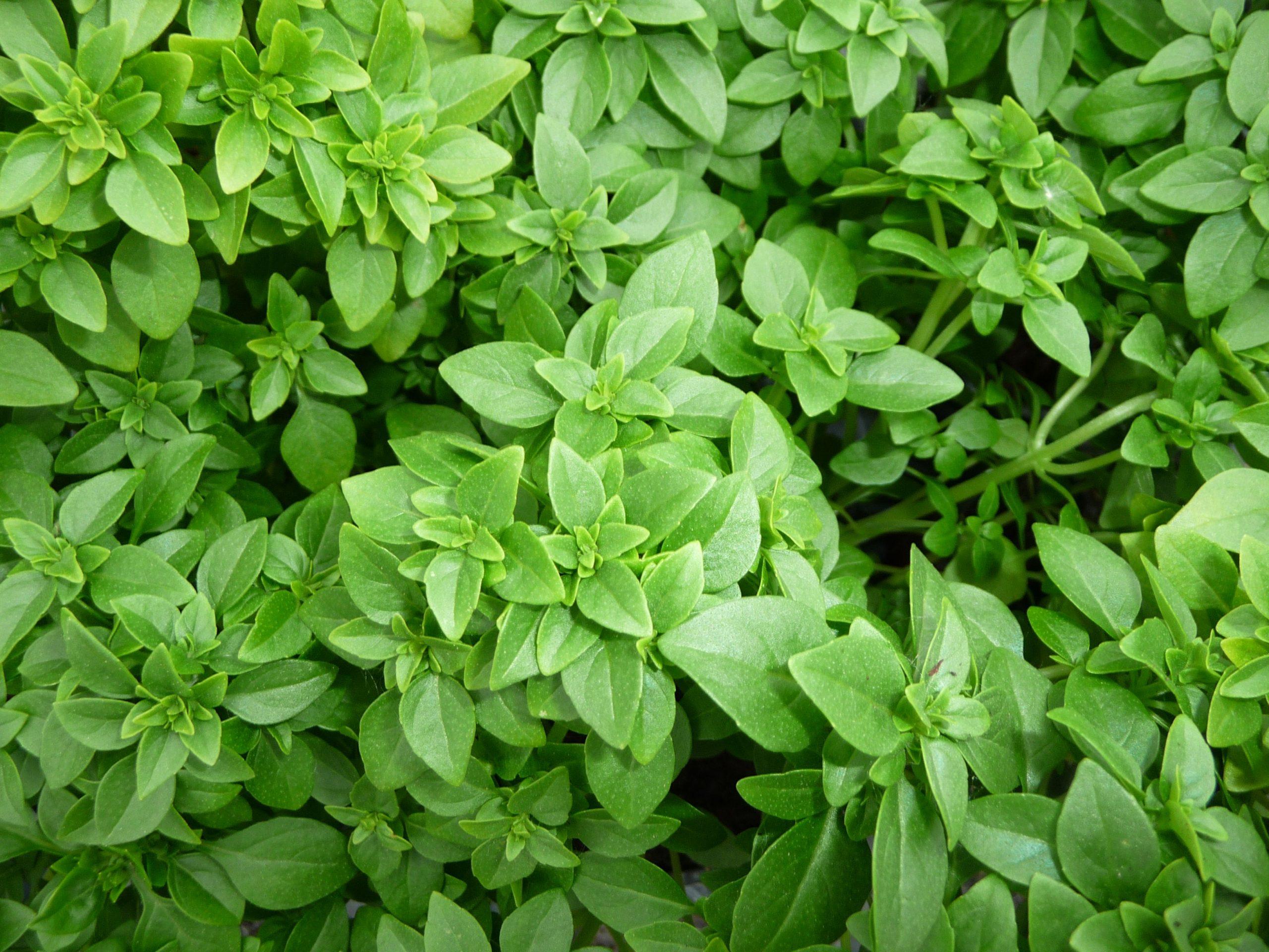 Entretenir votre basilic : astuces pour une récolte abondante