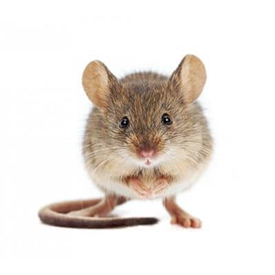 Les signes révélateurs : Comment détecter une souris en cachette
