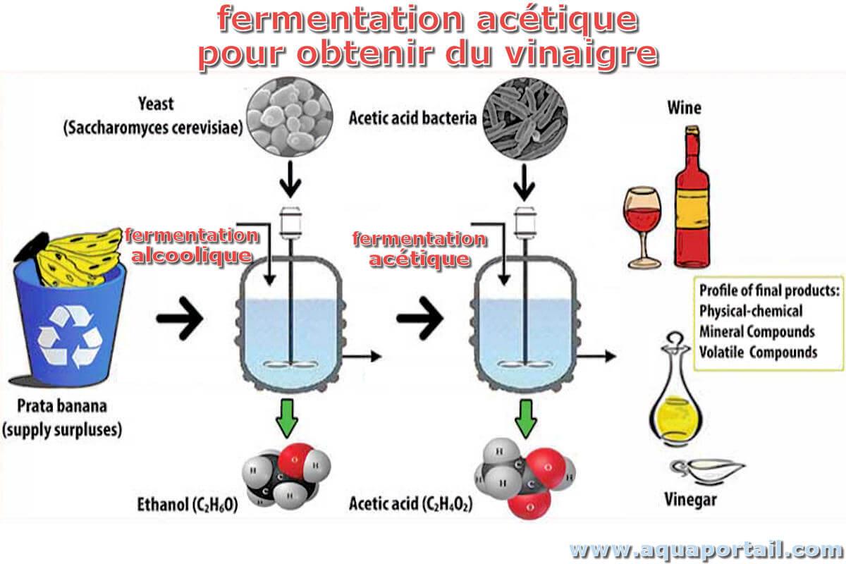 Comment faire une mere de vinaigre