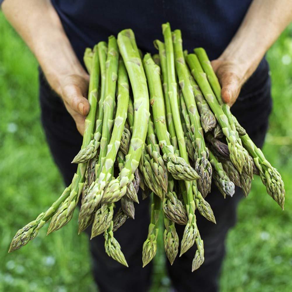 Choix et Conservation : Comment Sélectionner des Asperges‍ Fraîches