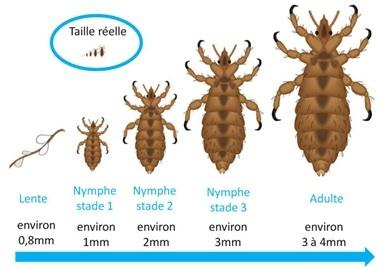 Introduction aux poux et ⁣leur impact sur nos enfants