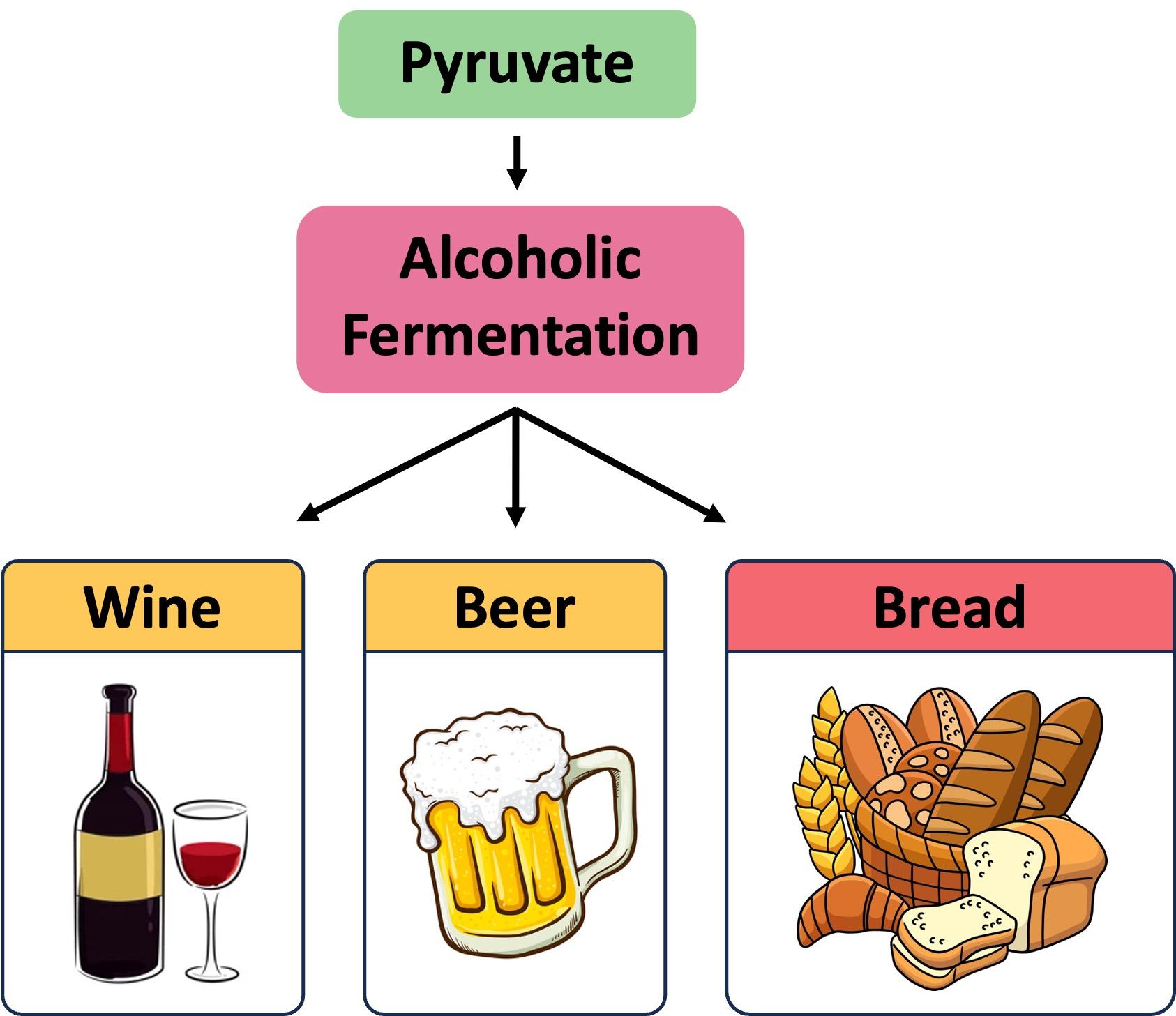 Le processus de fermentation : Transformer le sucre en alcool