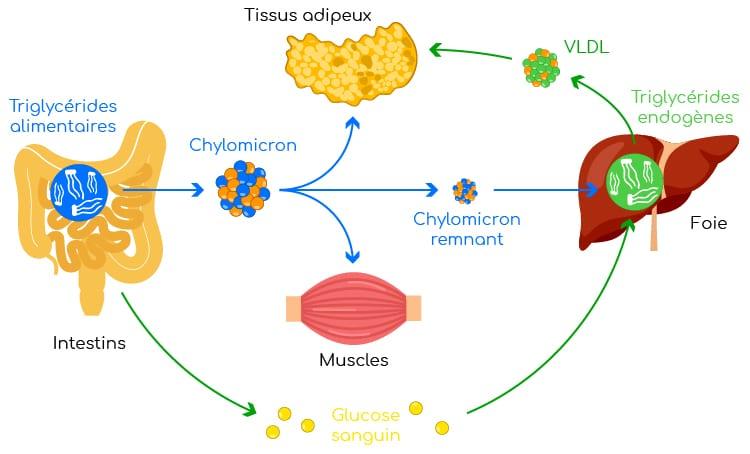 Comment faire baisser le taux de triglycérides rapidement
