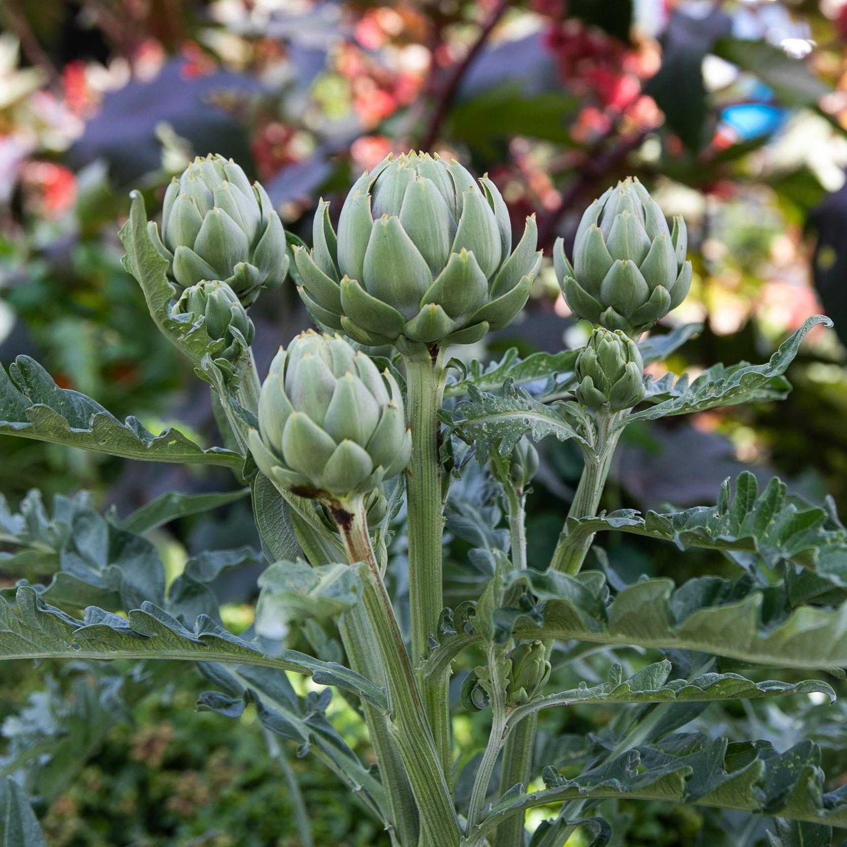 Choisir le meilleur ⁣artichaut pour vos recettes savoureuses