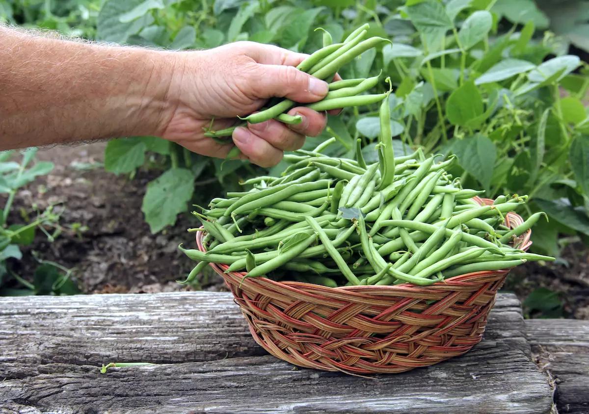 Suggestions de recettes créatives pour les‍ haricots verts à chaque occasion