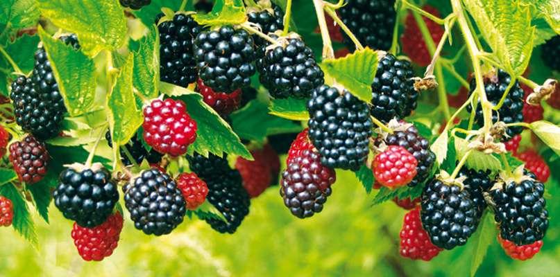 Le choix des mûres : astuces pour sélectionner les meilleures baies