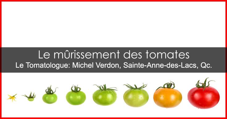 La magie du mûrissement : comprendre le processus naturel des tomates