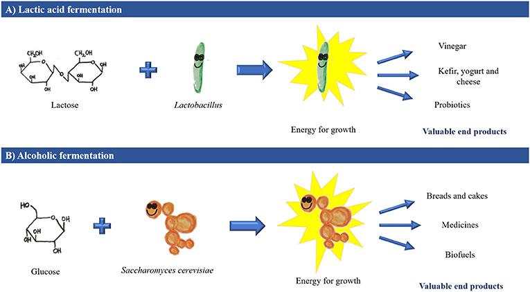Lart de la fermentation : Comprendre le rôle des cultures et des enzymes