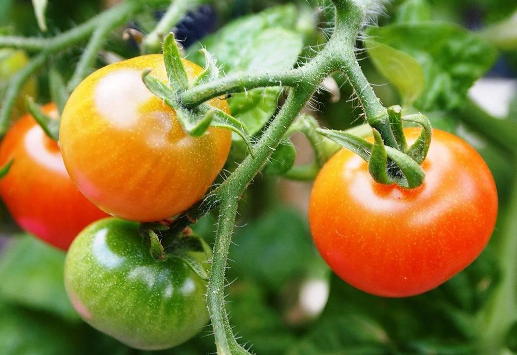 Les secrets dune tomate bien mûre : comprendre le processus de maturation