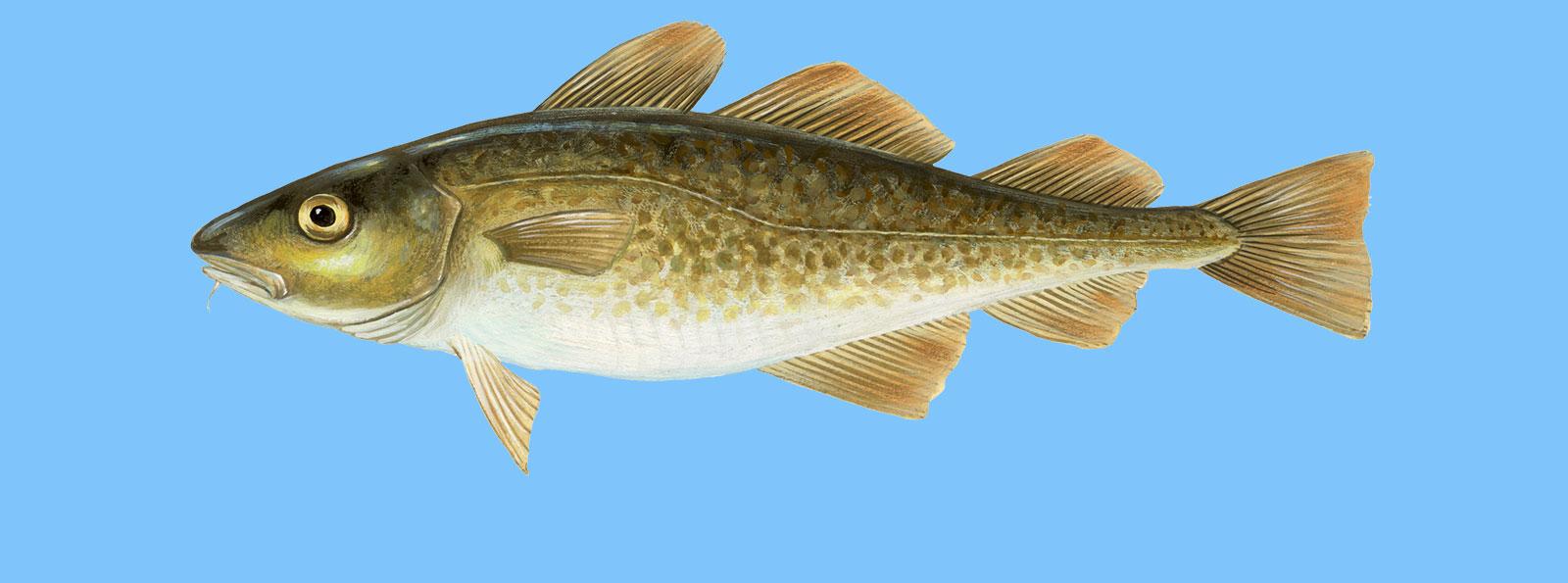 Des marinades aux épices : rehausser la saveur du cabillaud en un clin dœil