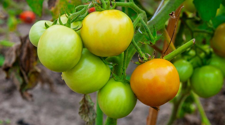 Comment faire rougir des tomates