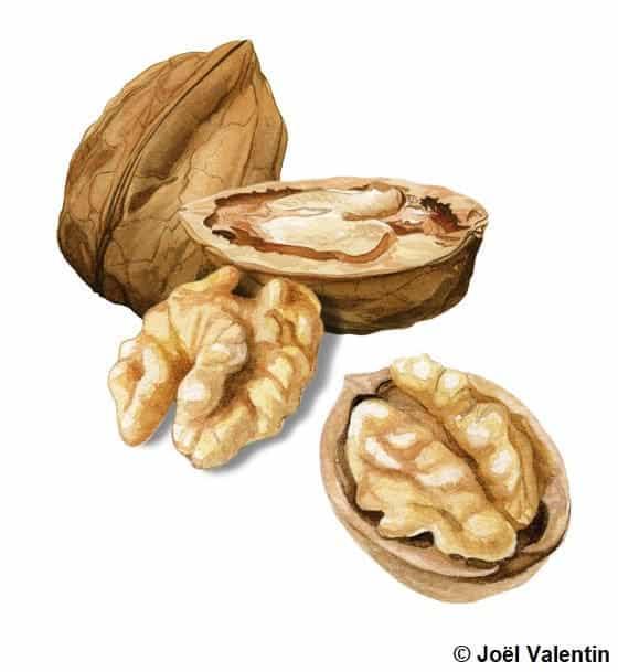 Les Méthodes Éprouvées pour Faire Sécher vos Noix